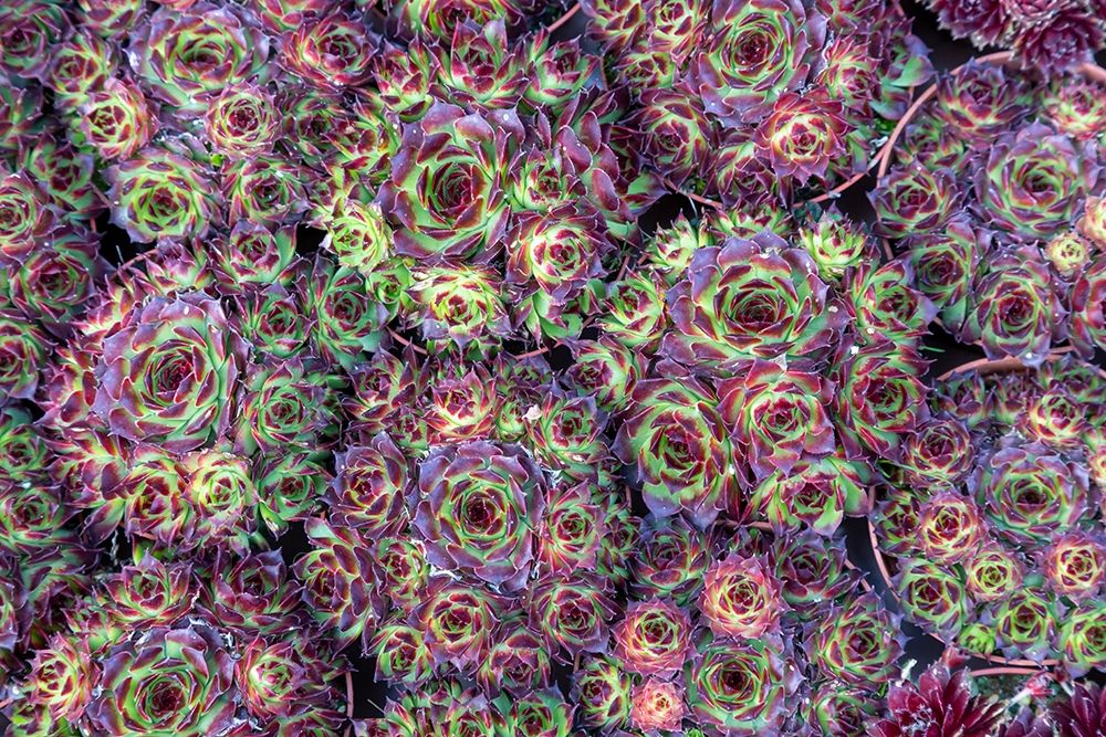 Netherlands-Amsterdam Close-up of succulents